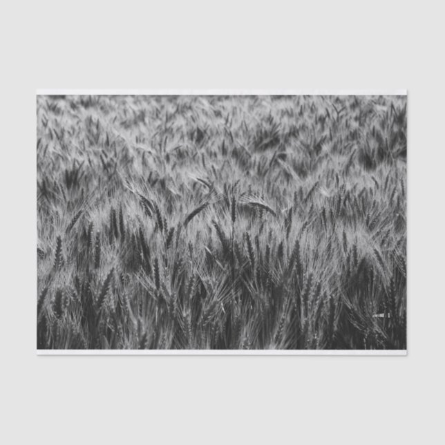 Black and White Field of Wheat Tissue Paper (Front)