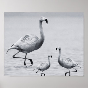 Black and White Flamingo Tropical Printable Art  Poster