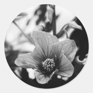 Black and White Floral Photography Classic Round Sticker