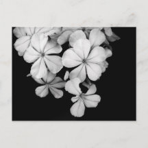 Black and white florals