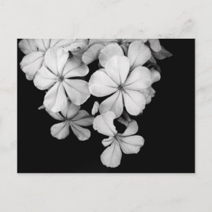 Black and white florals postcard