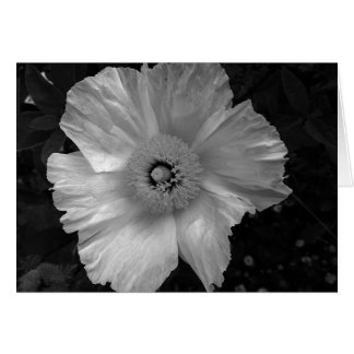 black and white flower