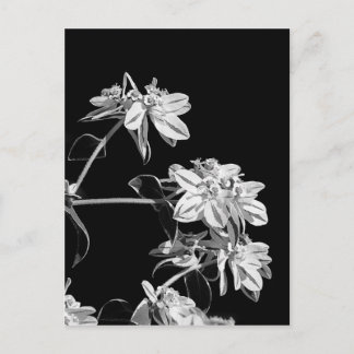 Black and white flower postcard