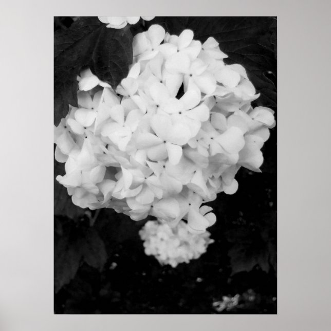Black and white flower poster (Front)