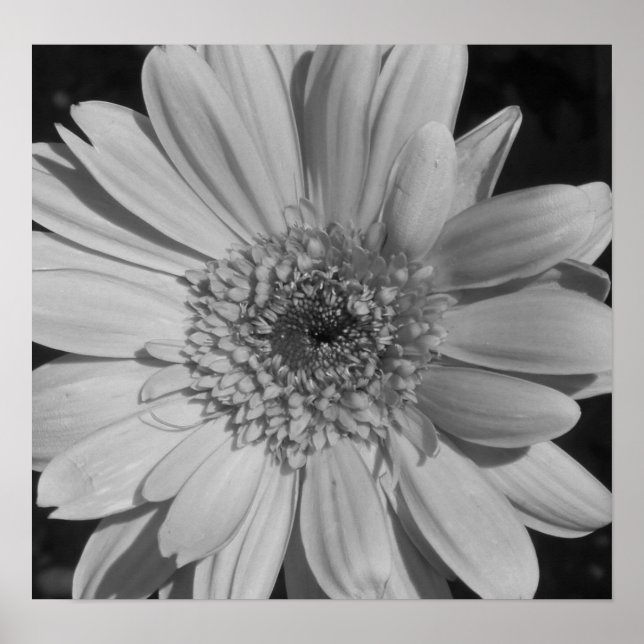 Black and White Flower Poster (Front)