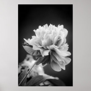 Black and White Flower Poster