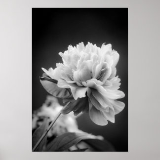 Black and White Flower Poster