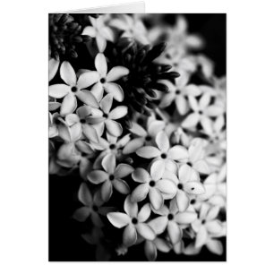 black and white flowers