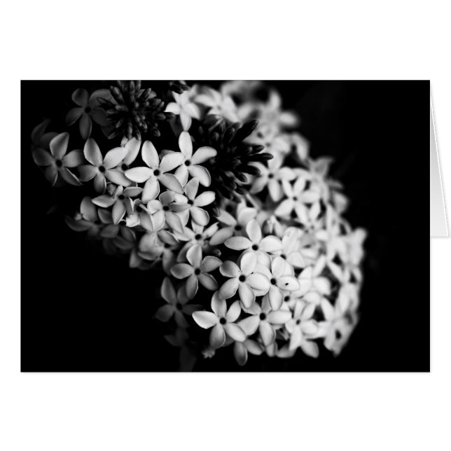 black and white flowers (Front Horizontal)