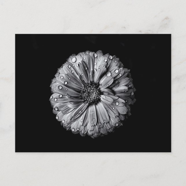Black And White Flowers 10 Postcard (Front)