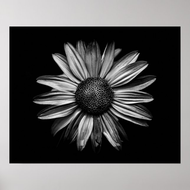 Black And White Flowers 18 Poster (Front)