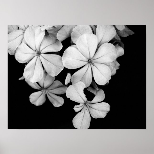 Black and white flowers close-up poster (Front)