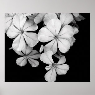 Black and white flowers close-up poster