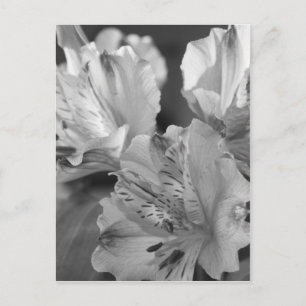 Black and White Flowers Post Card