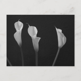 Black and White Flowers Postcard