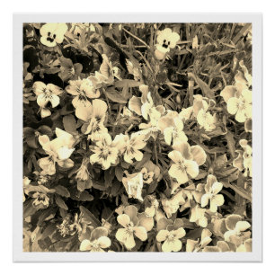 Black and White Flowers Poster