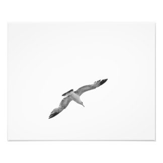 Black and White Flying Seagull 2 Photo