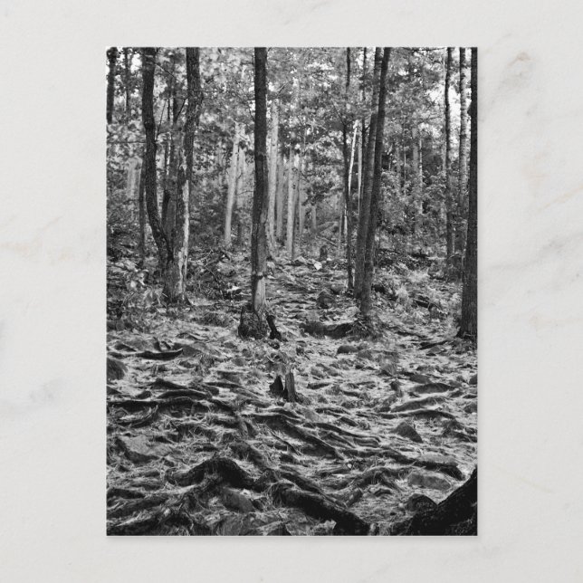 Black And White Forest Postcard (Front)