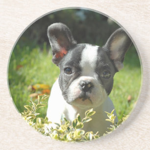 Black and White French Bull Dog Puppy Coaster