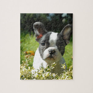 Black and White French Bull Dog Puppy Jigsaw Puzzle