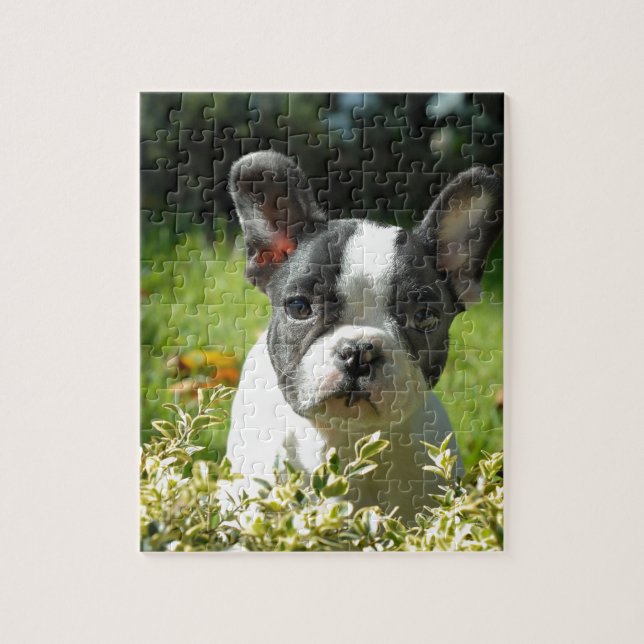 Black and White French Bull Dog Puppy Jigsaw Puzzle (Vertical)