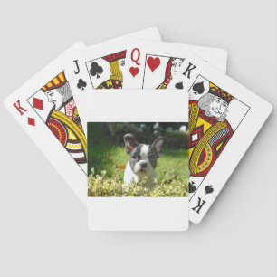 Black and White French Bull Dog Puppy Playing Cards