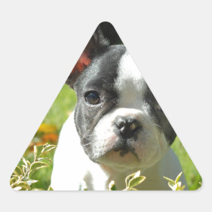 Black and White French Bull Dog Puppy Triangle Sticker