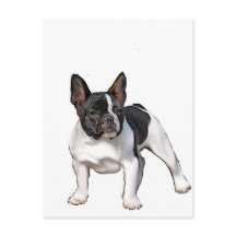 BLACK AND WHITE FRENCH BULLDOG