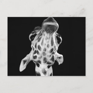 Black and White Giraf Portrait, Animal Photo Postcard
