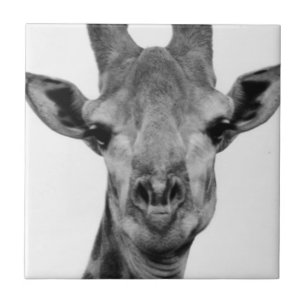 Black and White Giraffe Photograph Ceramic Tile