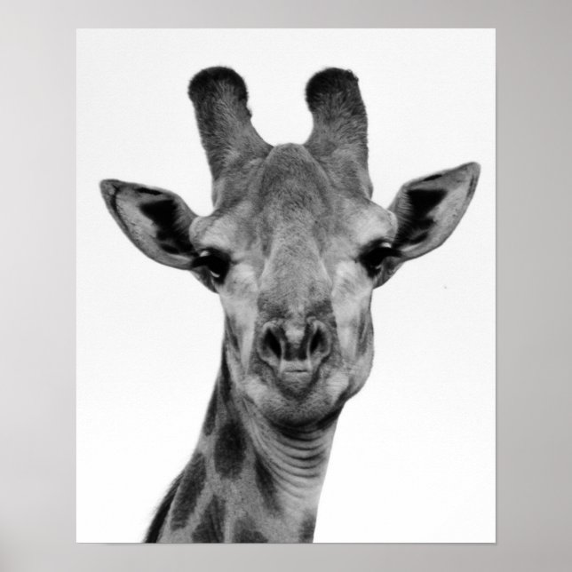 Black and White Giraffe Photograph Poster (Front)