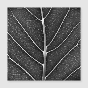 Black and white glowing leaf close-up
