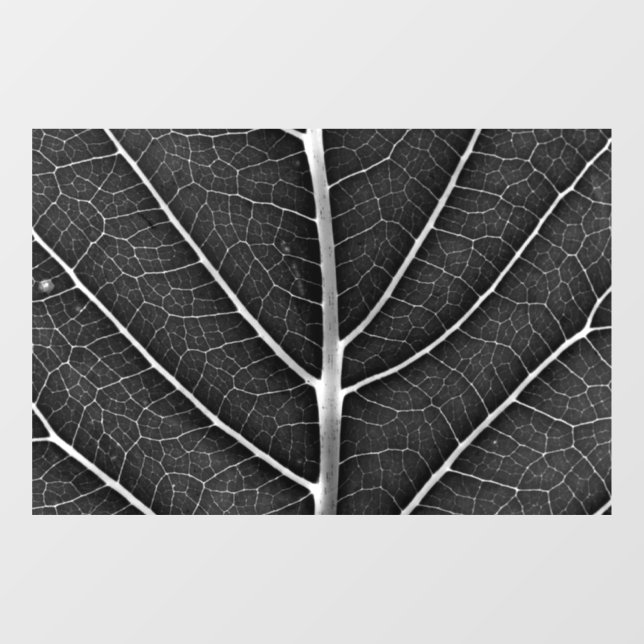Black and white glowing leaf close-up (Sheet)