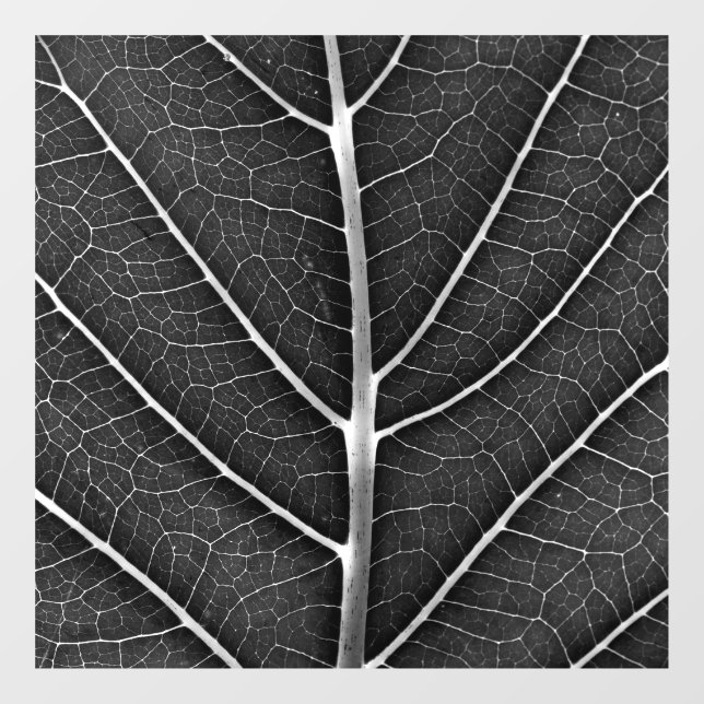 Black and white glowing leaf close-up (Sheet)