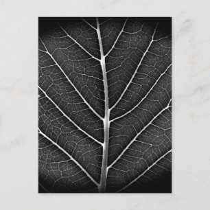 Black and white glowing leaf close-up holiday postcard