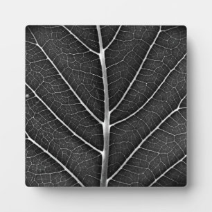 Black and white glowing leaf close-up plaque