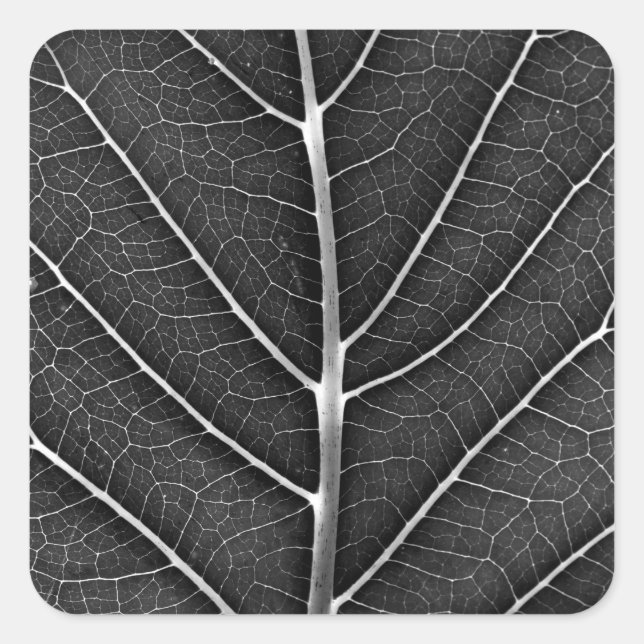 Black and white glowing leaf close-up square sticker (Front)
