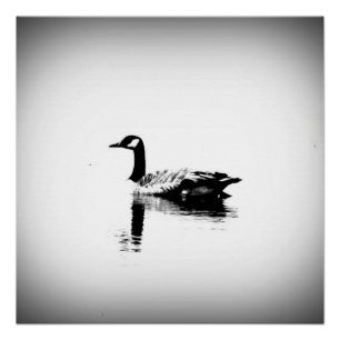 Black and White Goose Poster