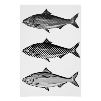 Black and white graphic fish poster