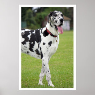Black and White Great Dane Poster