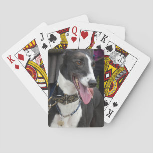 Black and white greyhound playing cards