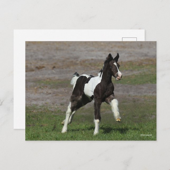Black and White Gypsy Vanner Foal Running Postcard (Front/Back)