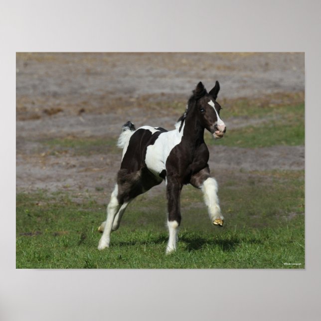 Black and White Gypsy Vanner Foal Running Poster (Front)