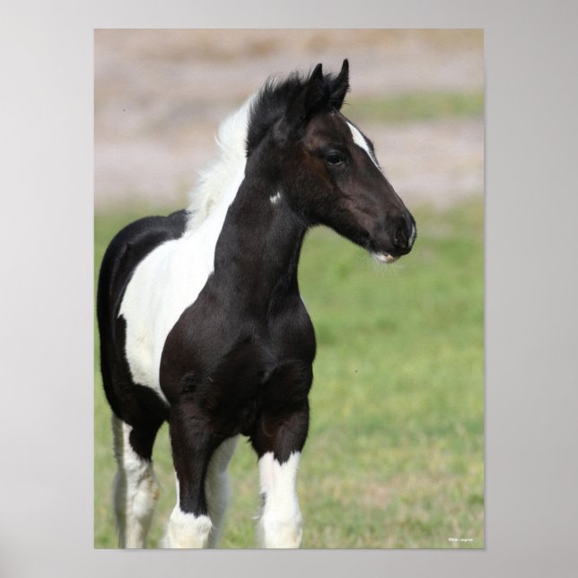 Black and White Gypsy Vanner Foal Standing Poster (Front)