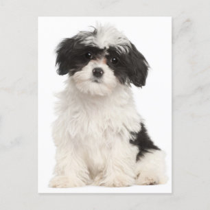 Black And White Havanese Puppy Dog Postcard