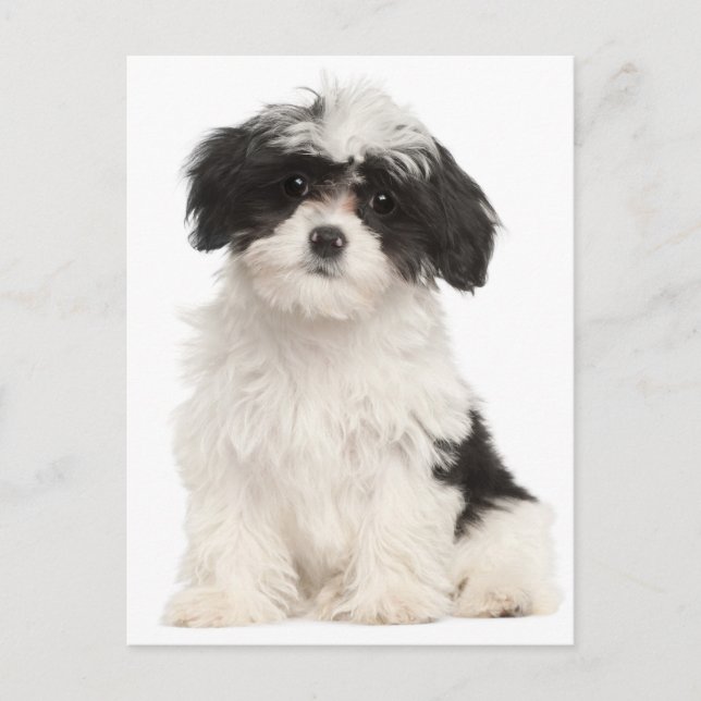 Black And White Havanese Puppy Dog Postcard (Front)