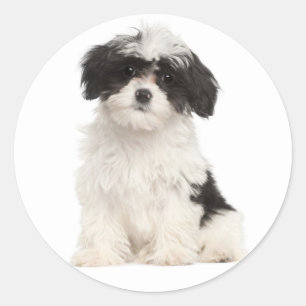 Black And White Havanese Puppy Dog Sticker