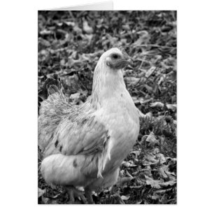 Black and White Hen All Occasion Blank Greeting