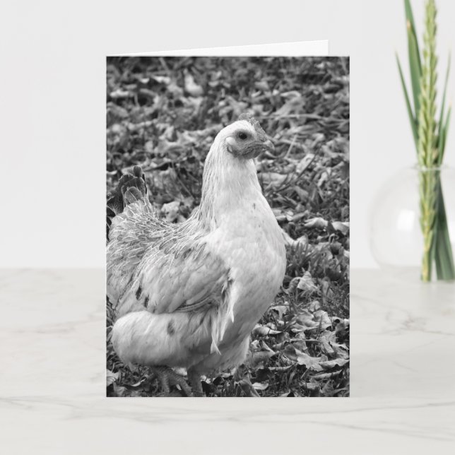 Black and White Hen, Easter Holiday Card (Front)