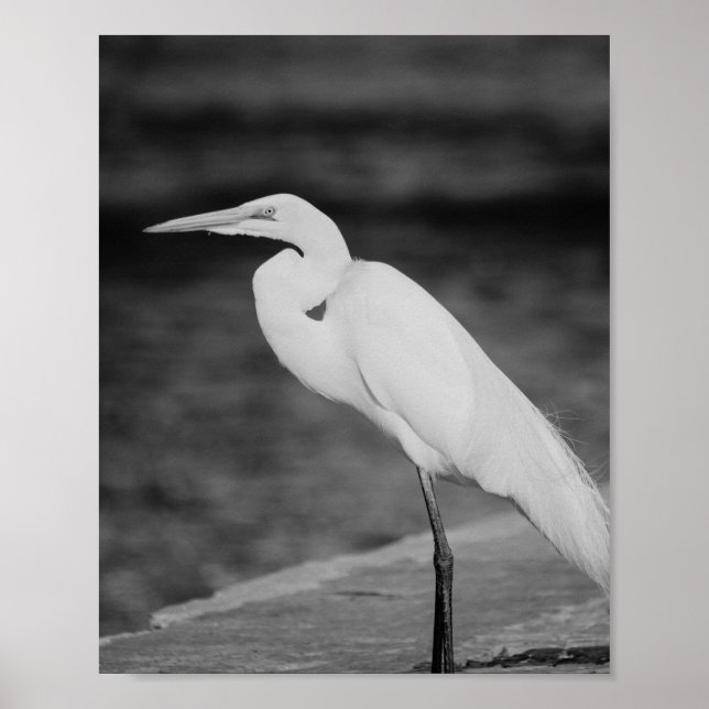Black and White Heron Tropical Printable Art  Poster (Front)